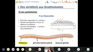 Biologie Animale CM-13 Chordés