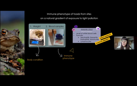 Effect of Artificial Light at Night on a sentinel species of the wetlands (Louise Cheynel, UnivLyon)