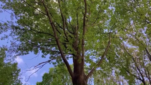 5 Bastard Plantes Voyageuses.mp4