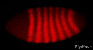 Pair-rule eve gene expression