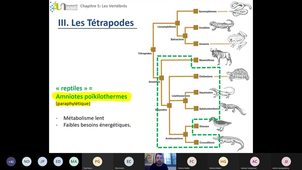 Biologie Animale CM-14 Vertébrés (final)