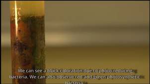 Les colonnes de Winogradsky par Mathilda Vidili & Marine Trinquard