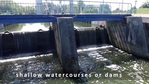 Les saumons de nos Gaves