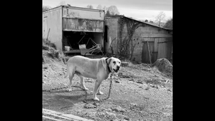 GROUPE 3 Laboscars 2024 (Una pasión mortal).MOV