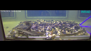 Use of marking to observe the reproduction of the river lamprey