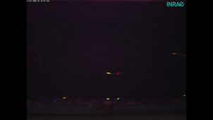 Marked glass eels swimming with or against the current during the night